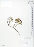 中文名:高山白珠樹(S010630)學名:Gaultheria itoana Hayata(S010630)英文名:Ito s Wintergreen