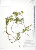 中文名:高山白珠樹(S086032)學名:Gaultheria itoana Hayata(S086032)英文名:Ito s Wintergreen