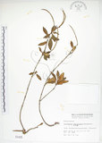 中文名:臺灣石吊蘭(S001435)學名:Lysionotus pauciflorus Maxim.(S001435)中文別名:吊石苣苔