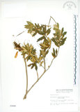 中文名:臺灣石吊蘭(S002888)學名:Lysionotus pauciflorus Maxim.(S002888)中文別名:吊石苣苔
