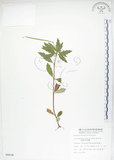 中文名:臺灣石吊蘭(S008838)學名:Lysionotus pauciflorus Maxim.(S008838)中文別名:吊石苣苔