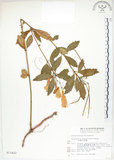 中文名:臺灣石吊蘭(S011422)學名:Lysionotus pauciflorus Maxim.(S011422)中文別名:吊石苣苔