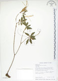 中文名:臺灣石吊蘭(S013419)學名:Lysionotus pauciflorus Maxim.(S013419)中文別名:吊石苣苔