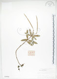 中文名:臺灣石吊蘭(S020968)學名:Lysionotus pauciflorus Maxim.(S020968)中文別名:吊石苣苔