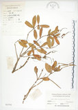 中文名:臺灣石吊蘭(S023792)學名:Lysionotus pauciflorus Maxim.(S023792)中文別名:吊石苣苔