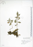 中文名:臺灣石吊蘭(S037025)學名:Lysionotus pauciflorus Maxim.(S037025)中文別名:吊石苣苔