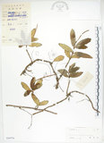 中文名:臺灣石吊蘭(S038774)學名:Lysionotus pauciflorus Maxim.(S038774)中文別名:吊石苣苔