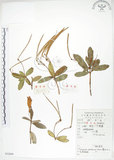 中文名:臺灣石吊蘭(S052889)學名:Lysionotus pauciflorus Maxim.(S052889)中文別名:吊石苣苔
