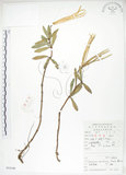 中文名:臺灣石吊蘭(S053340)學名:Lysionotus pauciflorus Maxim.(S053340)中文別名:吊石苣苔