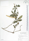 中文名:臺灣石吊蘭(S064932)學名:Lysionotus pauciflorus Maxim.(S064932)中文別名:吊石苣苔