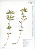 中文名:臺灣石吊蘭(S065033)學名:Lysionotus pauciflorus Maxim.(S065033)中文別名:吊石苣苔