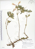 中文名:臺灣石吊蘭(S076912)學名:Lysionotus pauciflorus Maxim.(S076912)中文別名:吊石苣苔