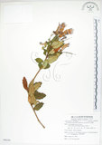 中文名:臺灣石吊蘭(S088259)學名:Lysionotus pauciflorus Maxim.(S088259)中文別名:吊石苣苔