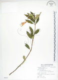 中文名:臺灣石吊蘭(S088337)學名:Lysionotus pauciflorus Maxim.(S088337)中文別名:吊石苣苔