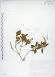 中文名:臺灣石吊蘭(S090131)學名:Lysionotus pauciflorus Maxim.(S090131)中文別名:吊石苣苔