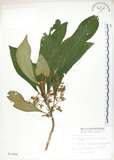 中文名:同蕊草(S012568)學名:Rhynchotechum discolor (Maxim.) Burtt(S012568)中文別名:異色線柱苣苔