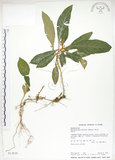 中文名:同蕊草(S013035)學名:Rhynchotechum discolor (Maxim.) Burtt(S013035)中文別名:異色線柱苣苔