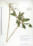 中文名:同蕊草(S013656)學名:Rhynchotechum discolor (Maxim.) Burtt(S013656)中文別名:異色線柱苣苔