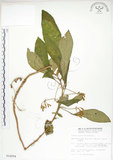 中文名:同蕊草(S014294)學名:Rhynchotechum discolor (Maxim.) Burtt(S014294)中文別名:異色線柱苣苔