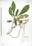 中文名:同蕊草(S028527)學名:Rhynchotechum discolor (Maxim.) Burtt(S028527)中文別名:異色線柱苣苔