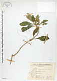 中文名:同蕊草(S066401)學名:Rhynchotechum discolor (Maxim.) Burtt(S066401)中文別名:異色線柱苣苔