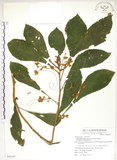 中文名:同蕊草(S069347)學名:Rhynchotechum discolor (Maxim.) Burtt(S069347)中文別名:異色線柱苣苔