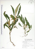 中文名:同蕊草(S088163)學名:Rhynchotechum discolor (Maxim.) Burtt(S088163)中文別名:異色線柱苣苔