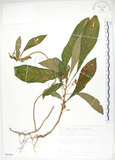 中文名:同蕊草(S089403)學名:Rhynchotechum discolor (Maxim.) Burtt(S089403)中文別名:異色線柱苣苔