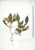 中文名:同蕊草(S089419)學名:Rhynchotechum discolor (Maxim.) Burtt(S089419)中文別名:異色線柱苣苔