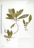 中文名:同蕊草(S089833)學名:Rhynchotechum discolor (Maxim.) Burtt(S089833)中文別名:異色線柱苣苔