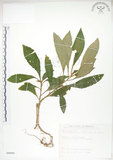 中文名:同蕊草(S089995)學名:Rhynchotechum discolor (Maxim.) Burtt(S089995)中文別名:異色線柱苣苔