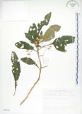 中文名:同蕊草(S090122)學名:Rhynchotechum discolor (Maxim.) Burtt(S090122)中文別名:異色線柱苣苔