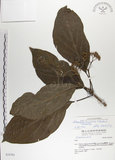 中文名:青脆枝(S034783)學名:Nothapodytes nimmoniana (Graham) Mablerley(S034783)