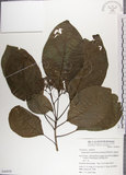 中文名:青脆枝(S049850)學名:Nothapodytes nimmoniana (Graham) Mablerley(S049850)