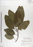 中文名:青脆枝(S067669)學名:Nothapodytes nimmoniana (Graham) Mablerley(S067669)