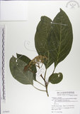 中文名:青脆枝(S079683)學名:Nothapodytes nimmoniana (Graham) Mablerley(S079683)