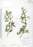 中文名:益母草(S004078)學名:Leonurus japonicus Houtt.(S004078)