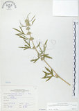 中文名:益母草(S070604)學名:Leonurus japonicus Houtt.(S070604)