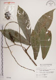 中文名:穗花棋盤腳樹(S003164)學名:Barringtonia racemosa (L.) Blume ex DC.(S003164)