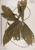 中文名:穗花棋盤腳樹(S003166)學名:Barringtonia racemosa (L.) Blume ex DC.(S003166)