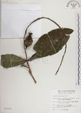 中文名:穗花棋盤腳樹(S013151)學名:Barringtonia racemosa (L.) Blume ex DC.(S013151)