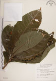 中文名:穗花棋盤腳樹(S013152)學名:Barringtonia racemosa (L.) Blume ex DC.(S013152)
