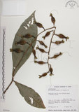 中文名:穗花棋盤腳樹(S034164)學名:Barringtonia racemosa (L.) Blume ex DC.(S034164)