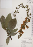 中文名:穗花棋盤腳樹(S051106)學名:Barringtonia racemosa (L.) Blume ex DC.(S051106)