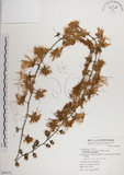 中文名:穗花棋盤腳樹(S069372)學名:Barringtonia racemosa (L.) Blume ex DC.(S069372)