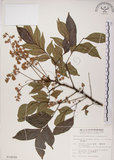 中文名:頷垂豆(S014098)學名:Archidendron lucidum (Benth.) I. Nielsen(S014098)