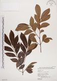 中文名:頷垂豆(S020130)學名:Archidendron lucidum (Benth.) I. Nielsen(S020130)