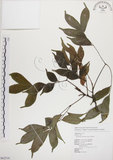 中文名:頷垂豆(S062516)學名:Archidendron lucidum (Benth.) I. Nielsen(S062516)