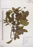 中文名:頷垂豆(S062689)學名:Archidendron lucidum (Benth.) I. Nielsen(S062689)