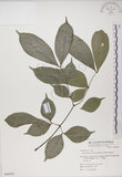 中文名:頷垂豆(S064025)學名:Archidendron lucidum (Benth.) I. Nielsen(S064025)
